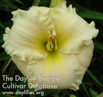Daylily Divine Promise